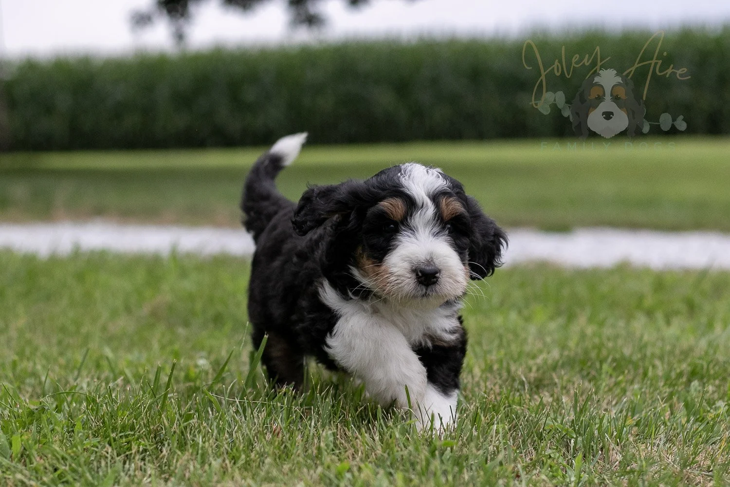Zion Bernedoodle Puppy-19.jpg