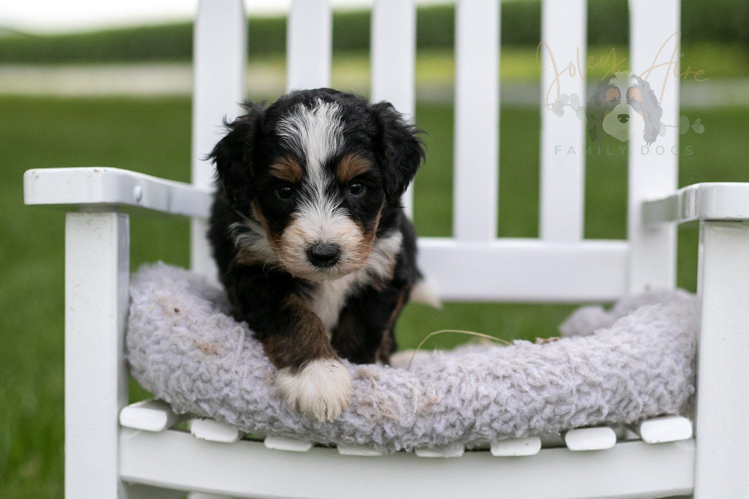 Diana Barry Bernedoodle Puppy-942.jpg