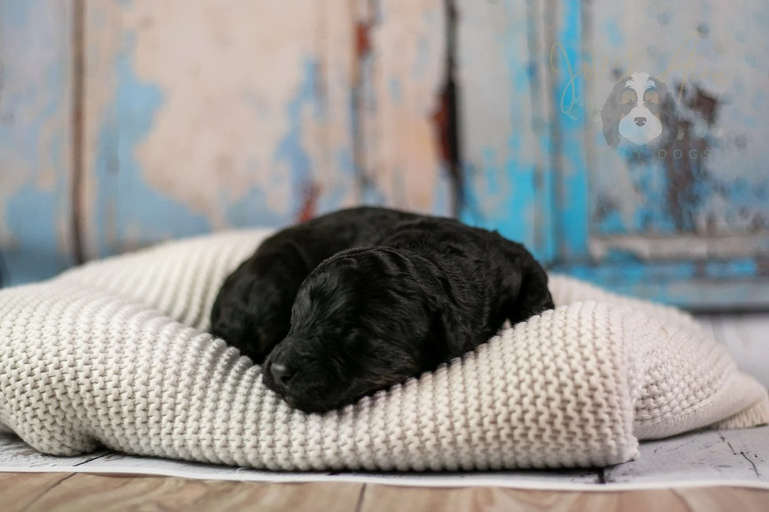 Andy Warhol Bernedoodle Puppy-217.jpg