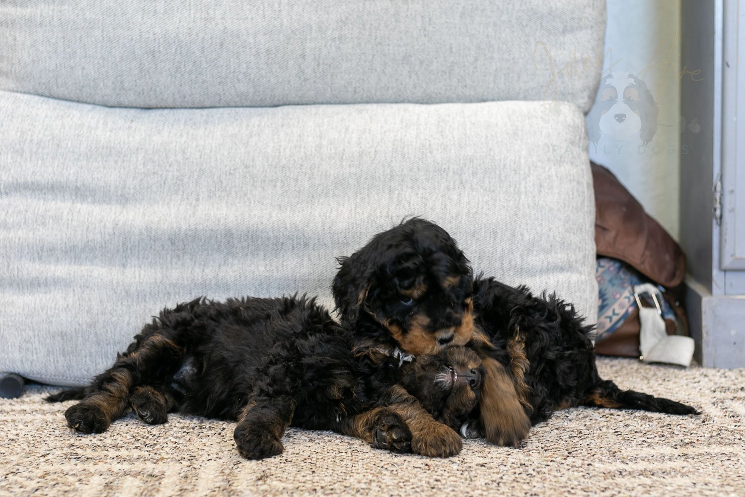 Aurora & Cinderella Bernedoodle Puppy-13.jpg
