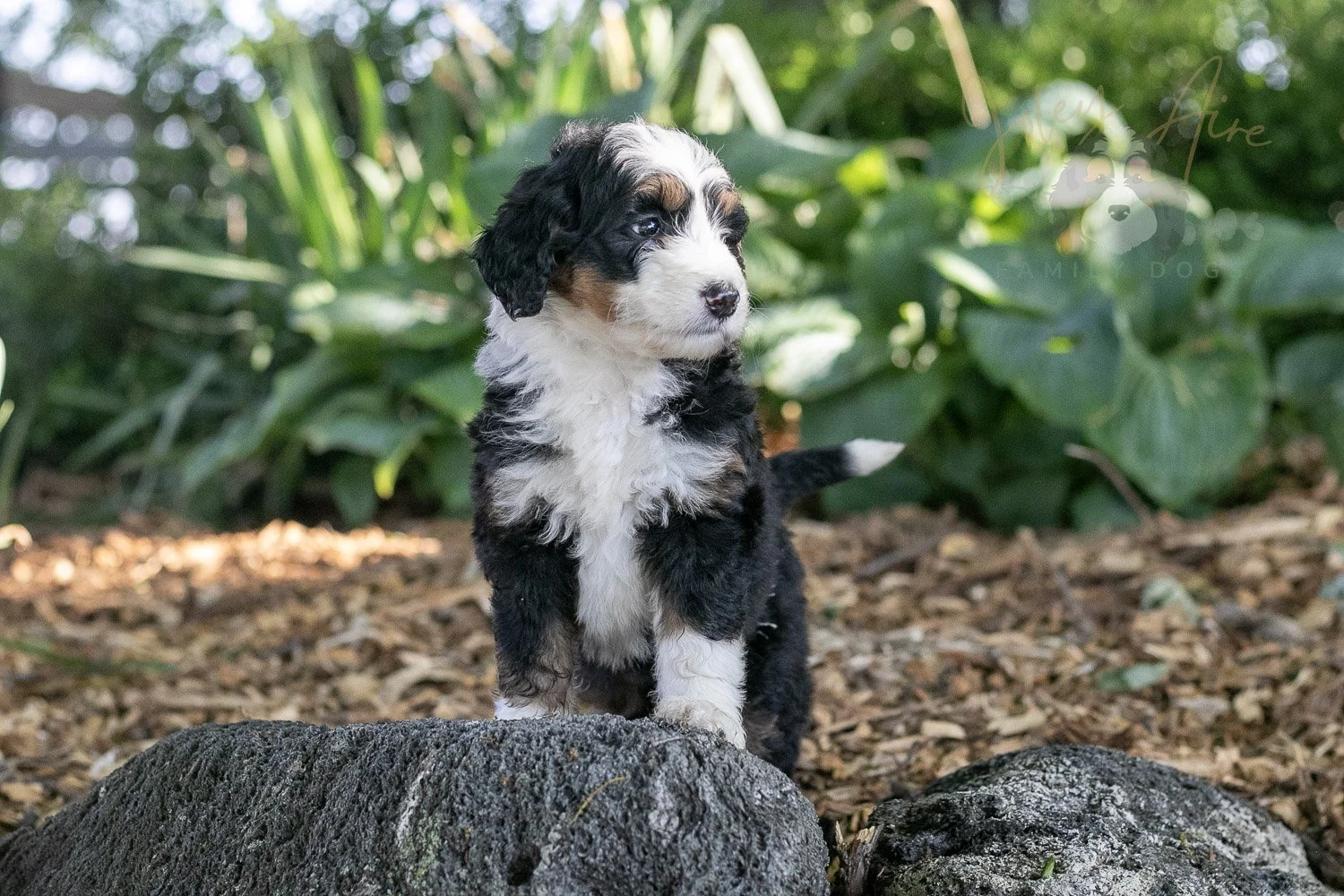 Harmonica Bernedoodle Puppy-24.jpg