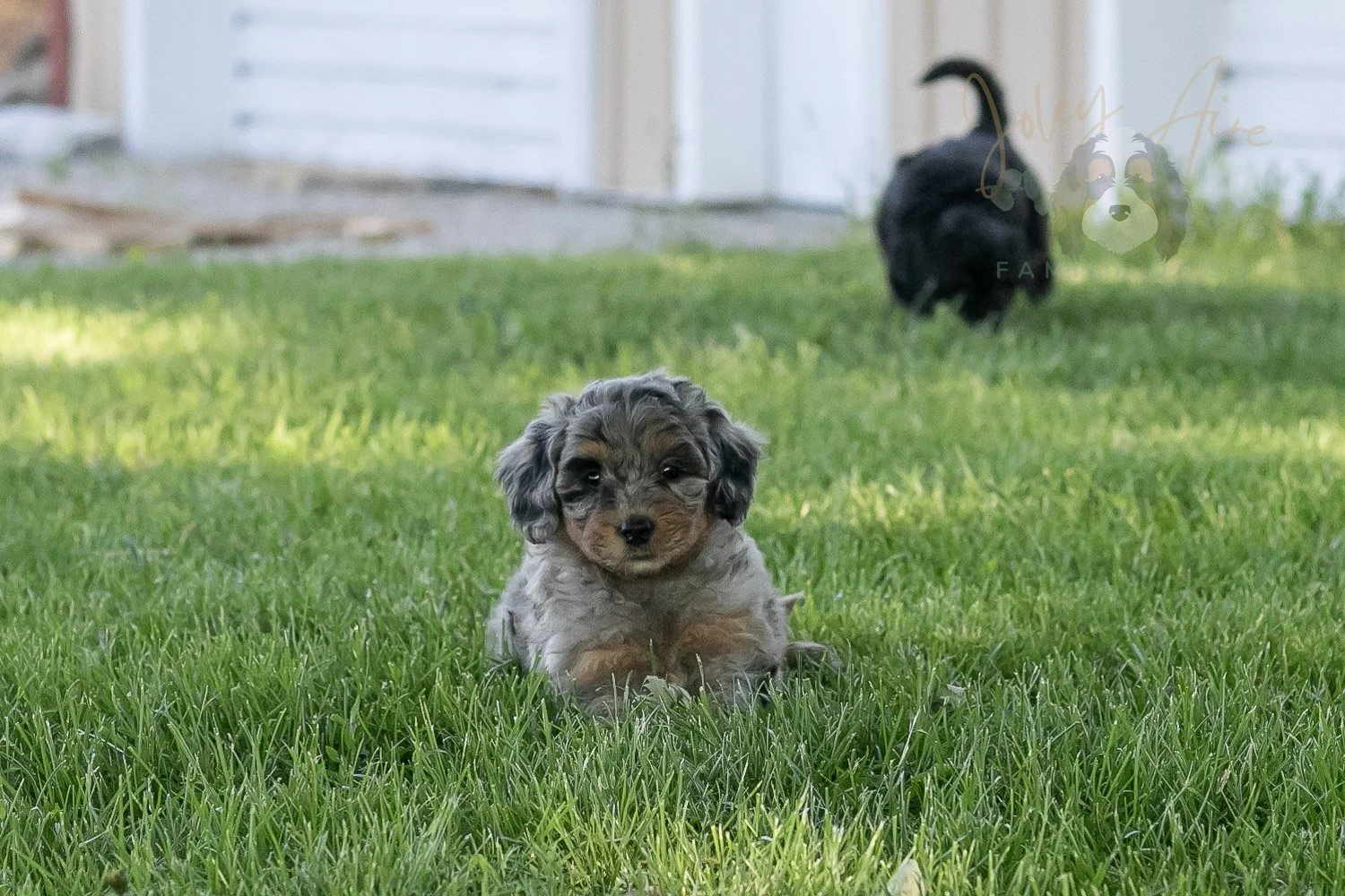 Ukulele Bernedoodle Puppy-28.jpg