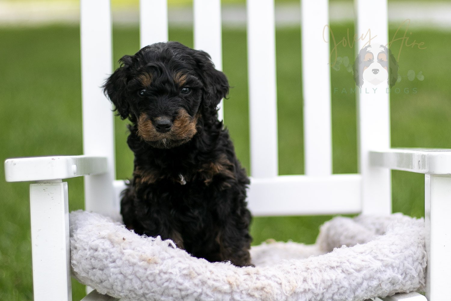 Bryce Bernedoodle Puppy-793.jpg