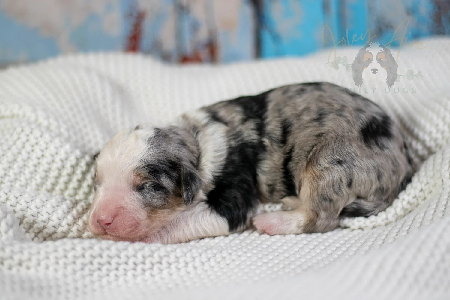 Pablo Picasso Bernedoodle Puppy-64.jpg