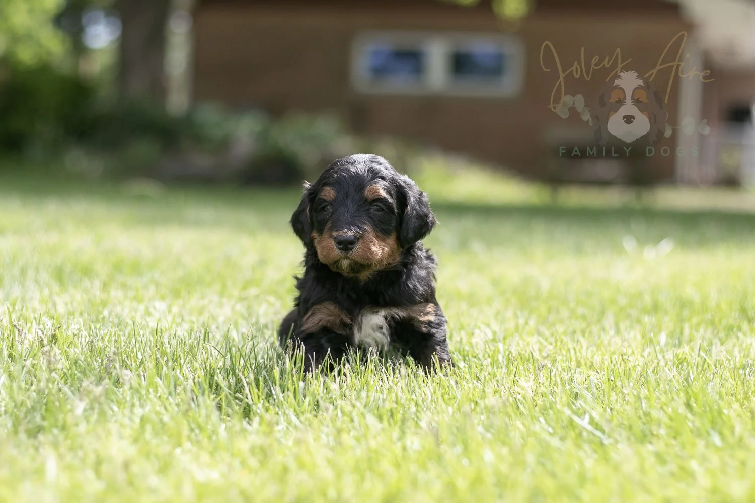 Banjo Bernedoodle Puppy-34.jpg