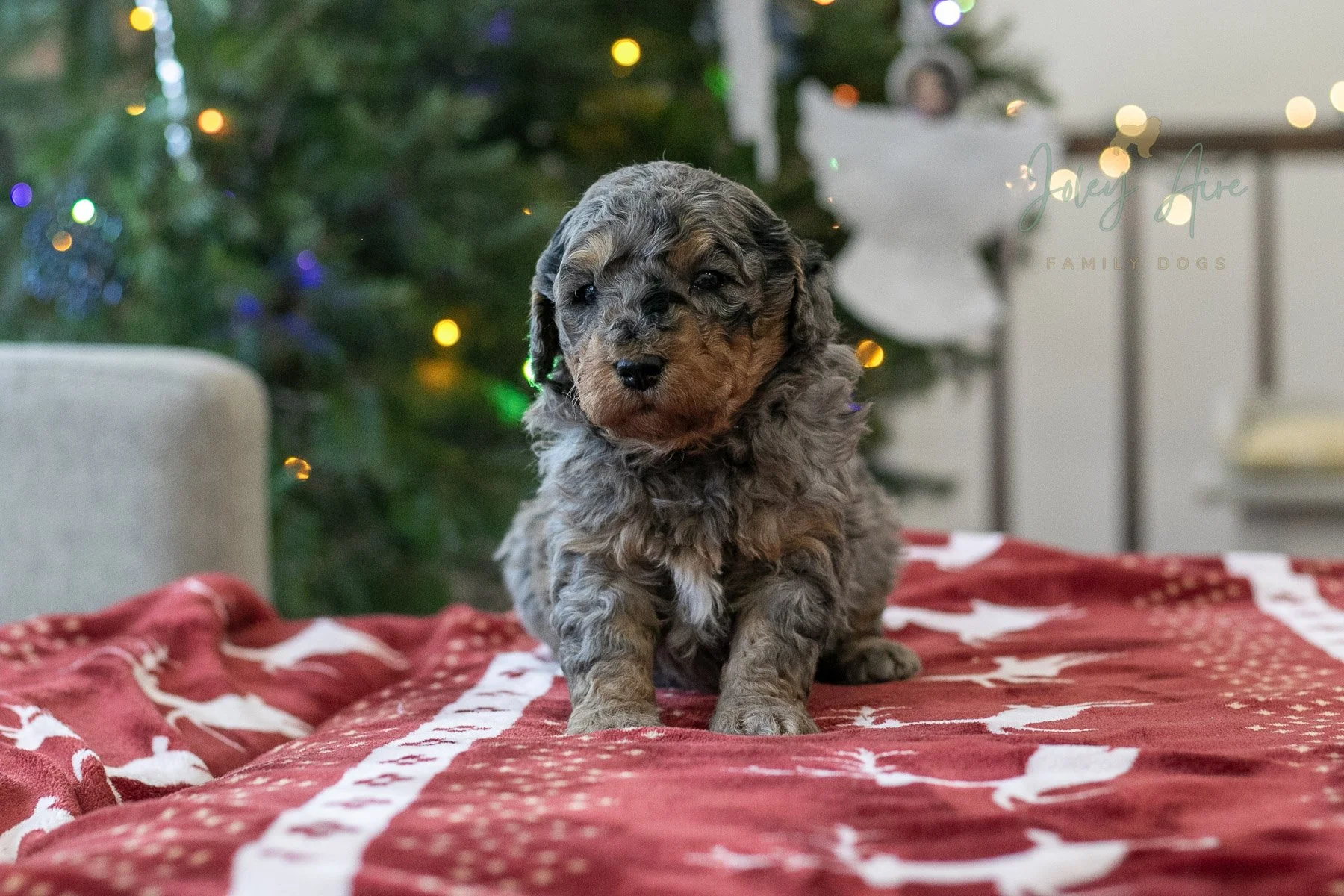 Frodo 🔴 Reserved