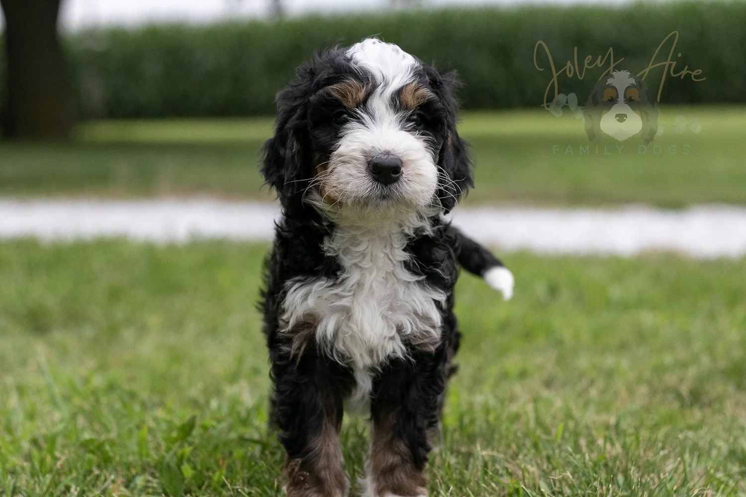 Yellowstone Bernedoodle Puppy-52.jpg