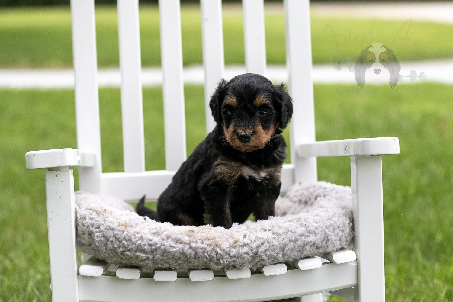 Mini Mae Bernedoodle Puppy-1019.jpg