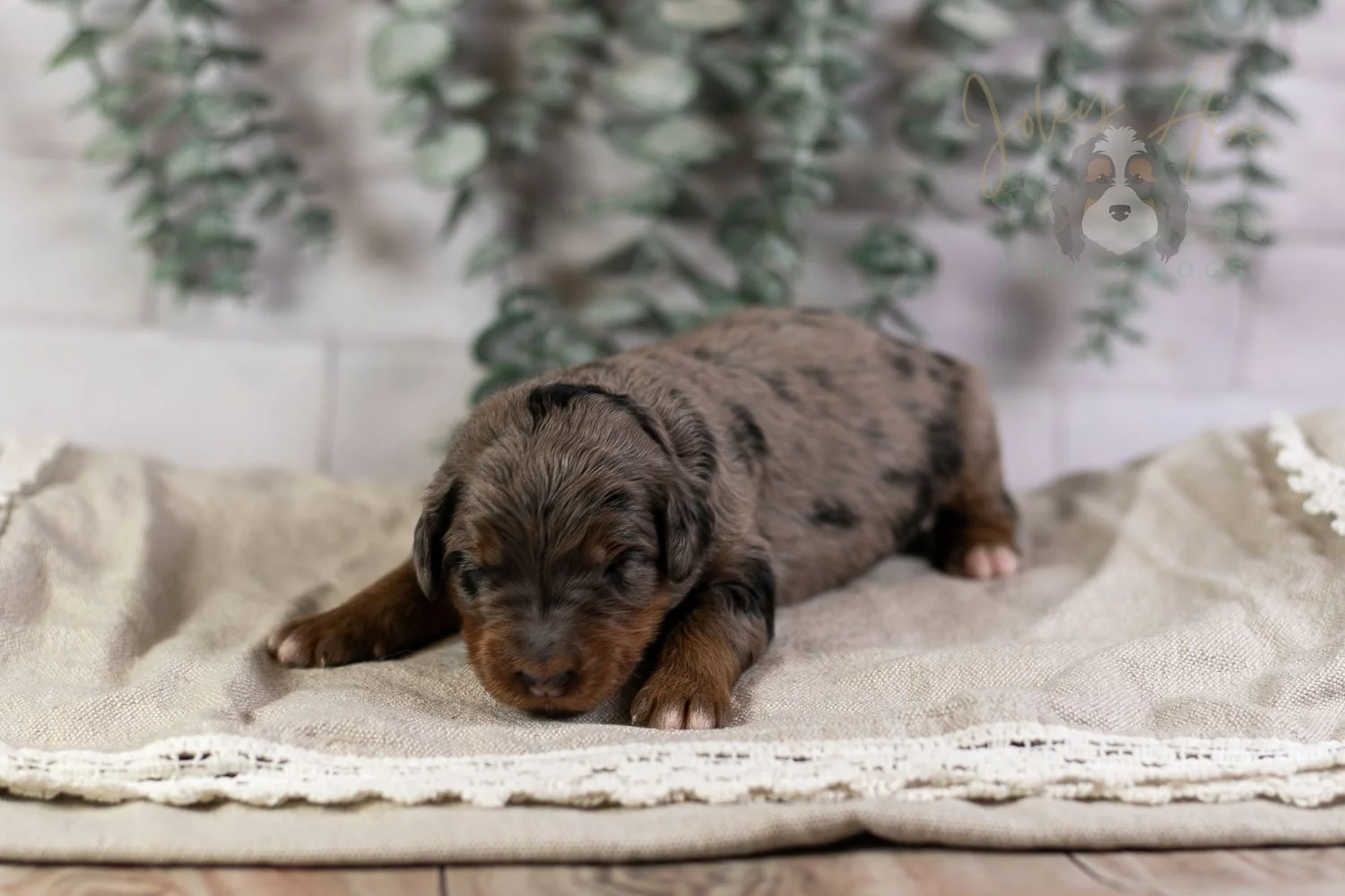 Flute Bernedoodle Puppy-4.jpg