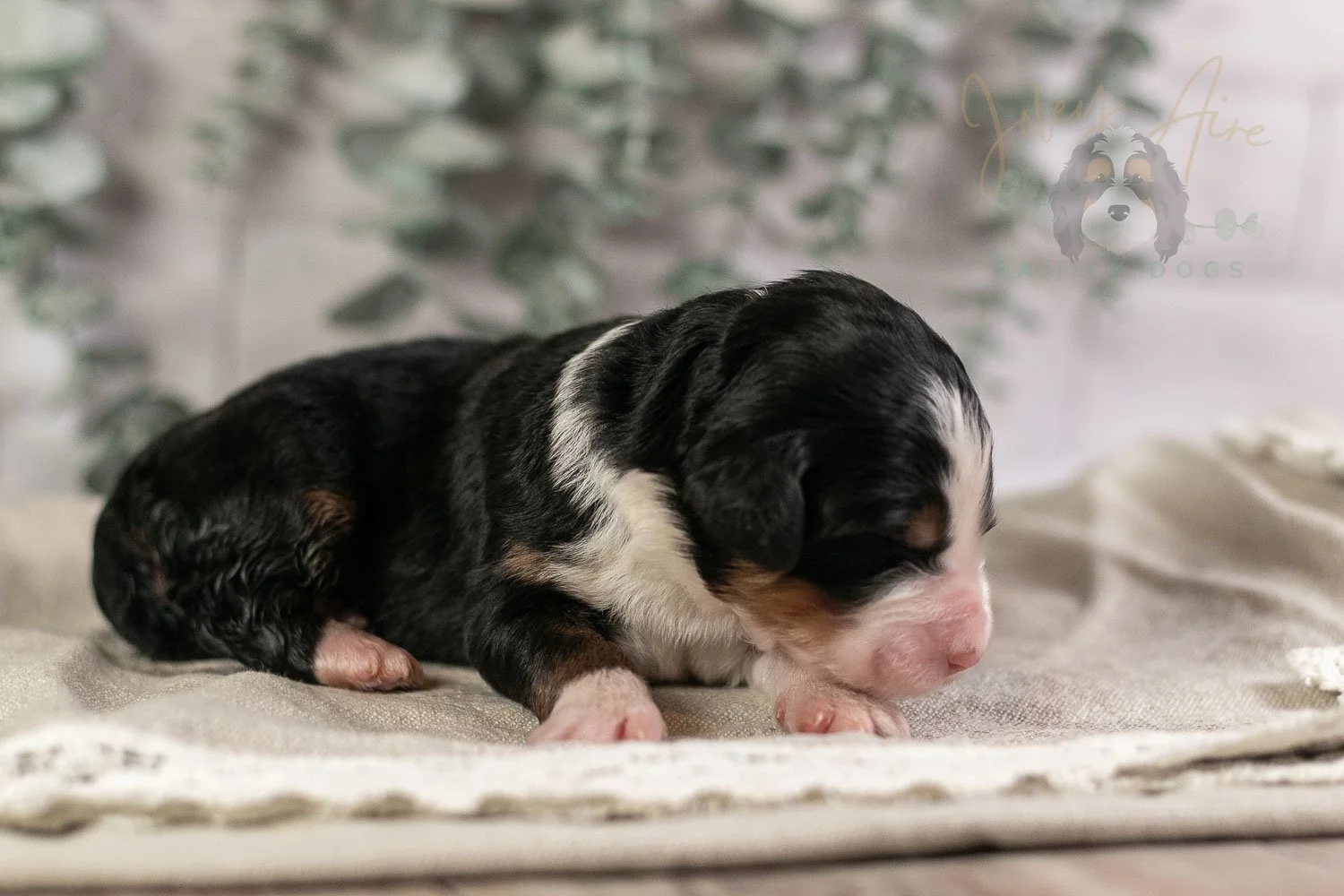 Harmonica Bernedoodle Puppy-3.jpg