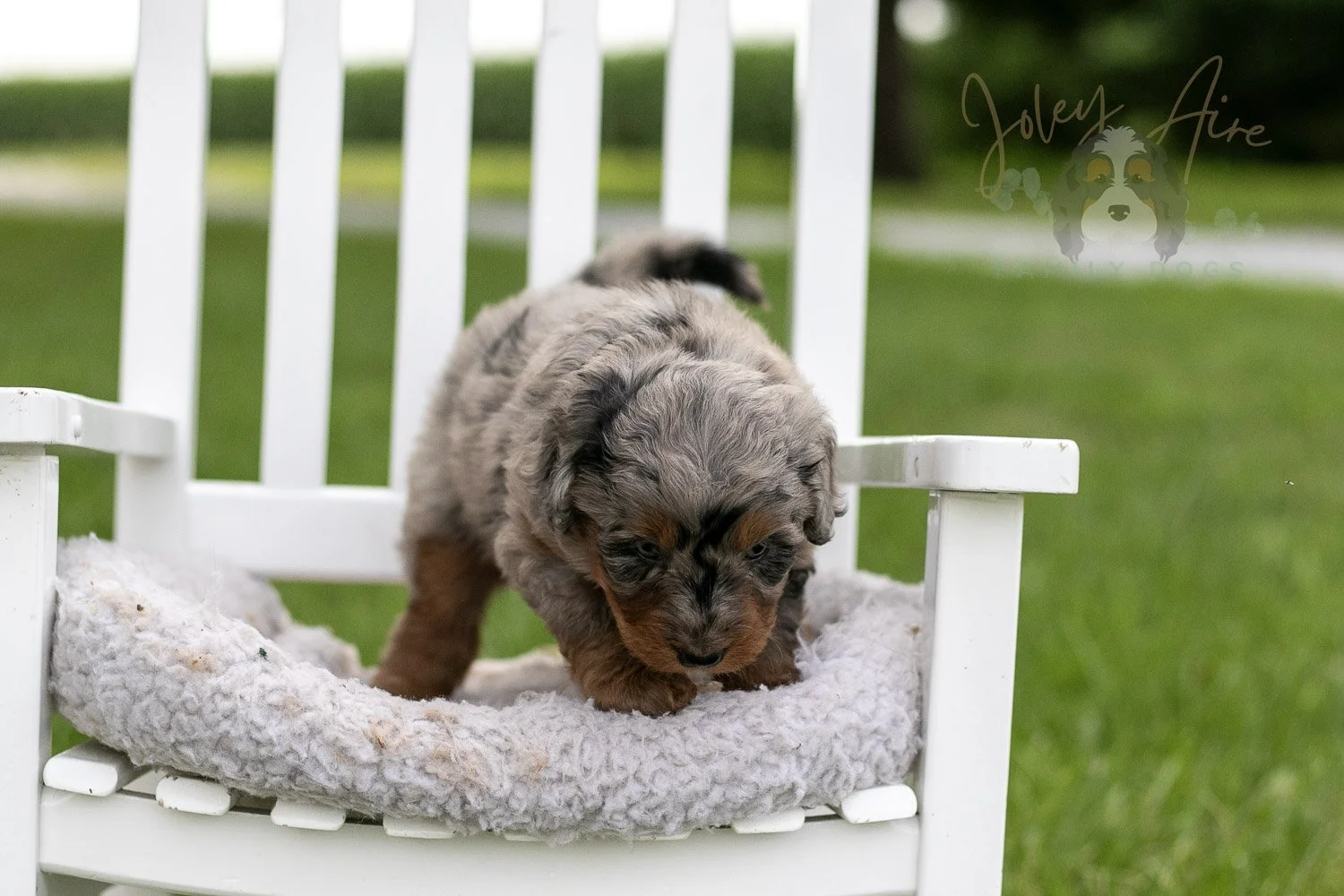 Marrila Cuthbert Bernedoodle Puppy-943.jpg