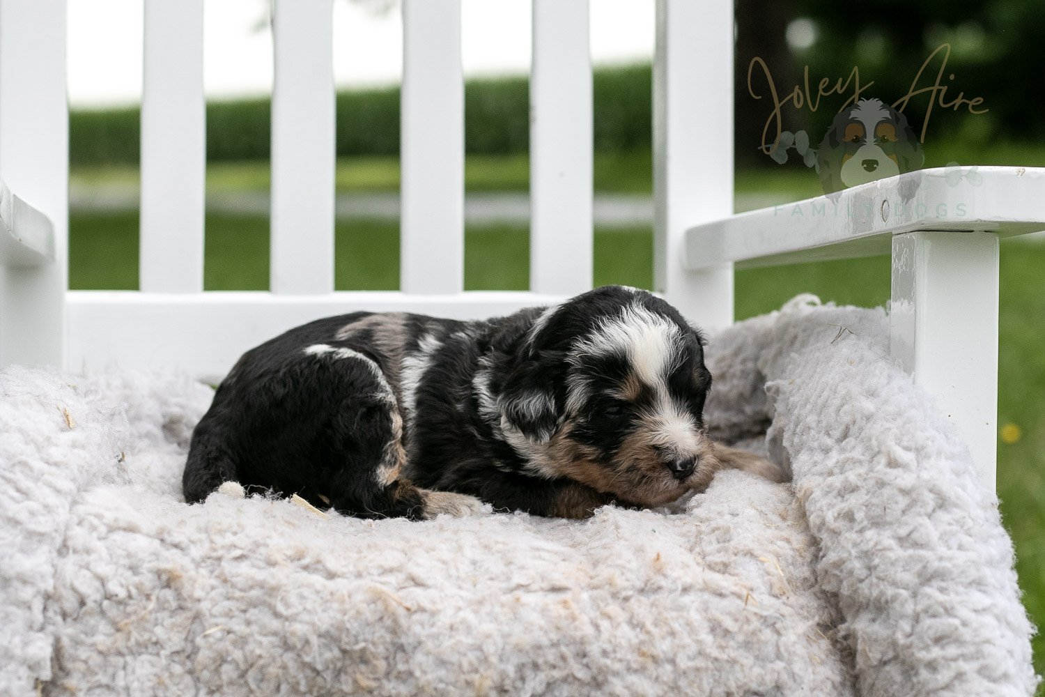Artemisia Bernedoodle Puppy-654.jpg