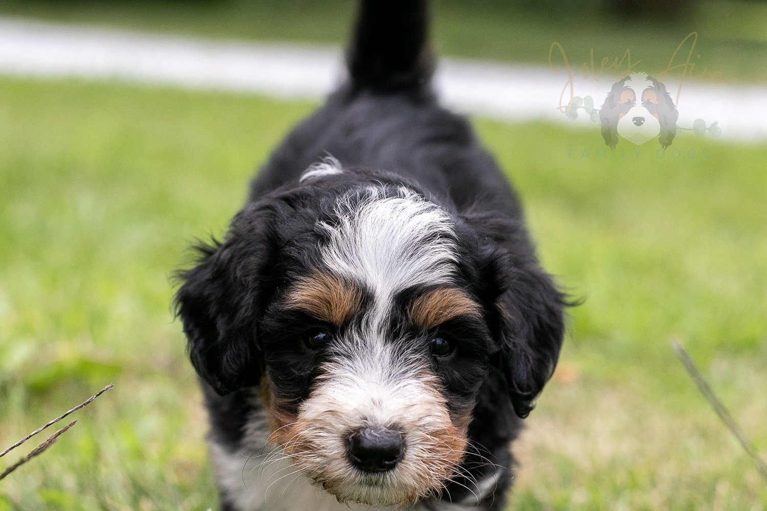 Diana Barry Bernedoodle Puppy-69.jpg