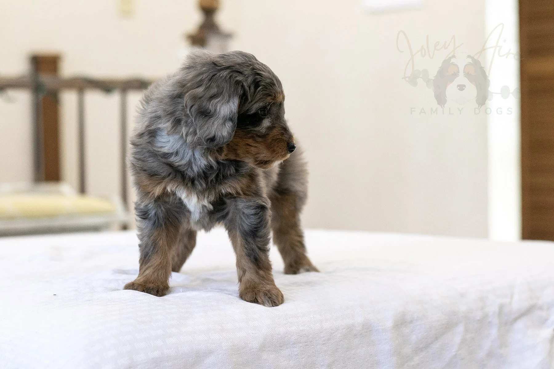 Eiger Bernedoodle Puppy-09.jpg