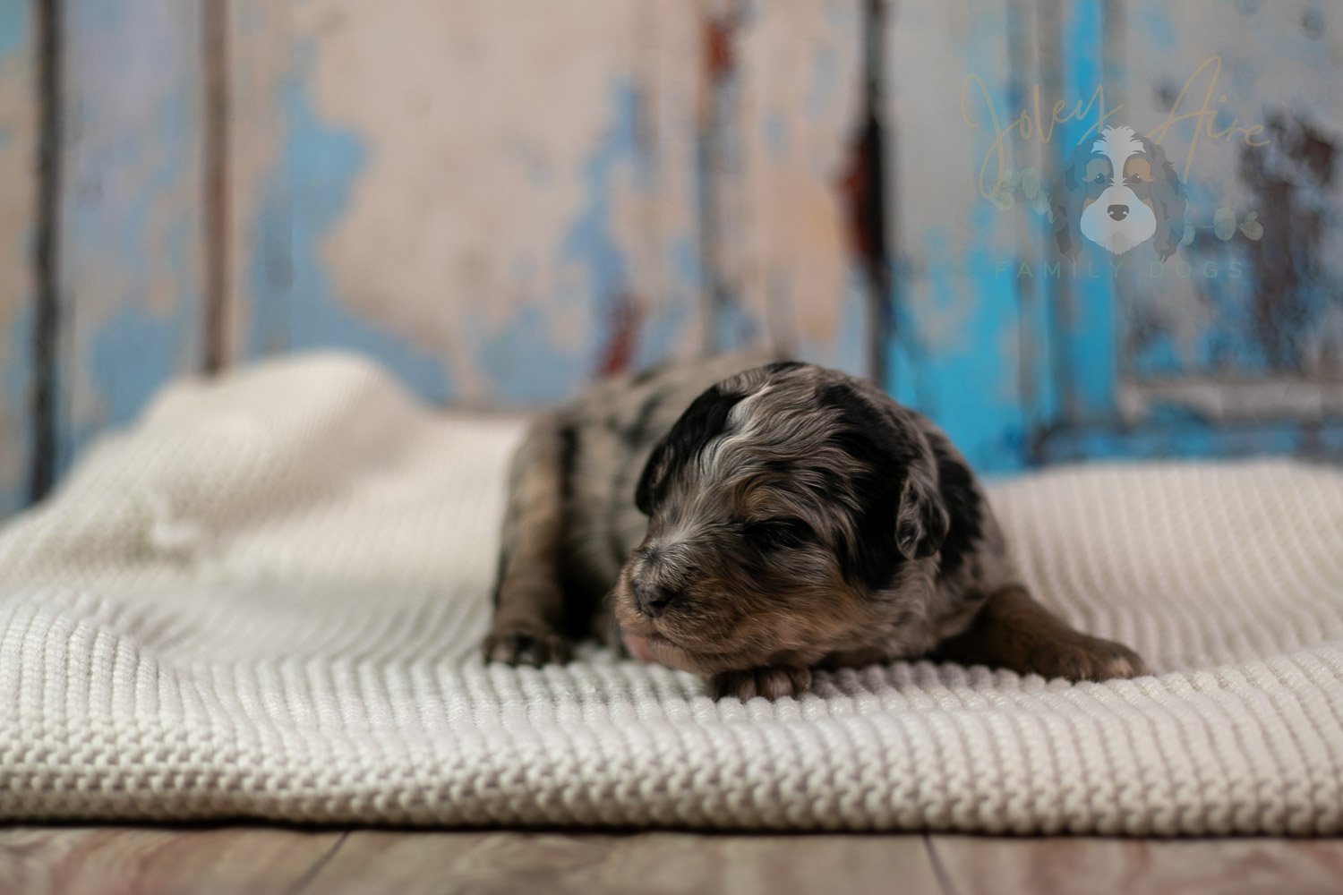 Frida Bernedoodle Puppy-192.jpg