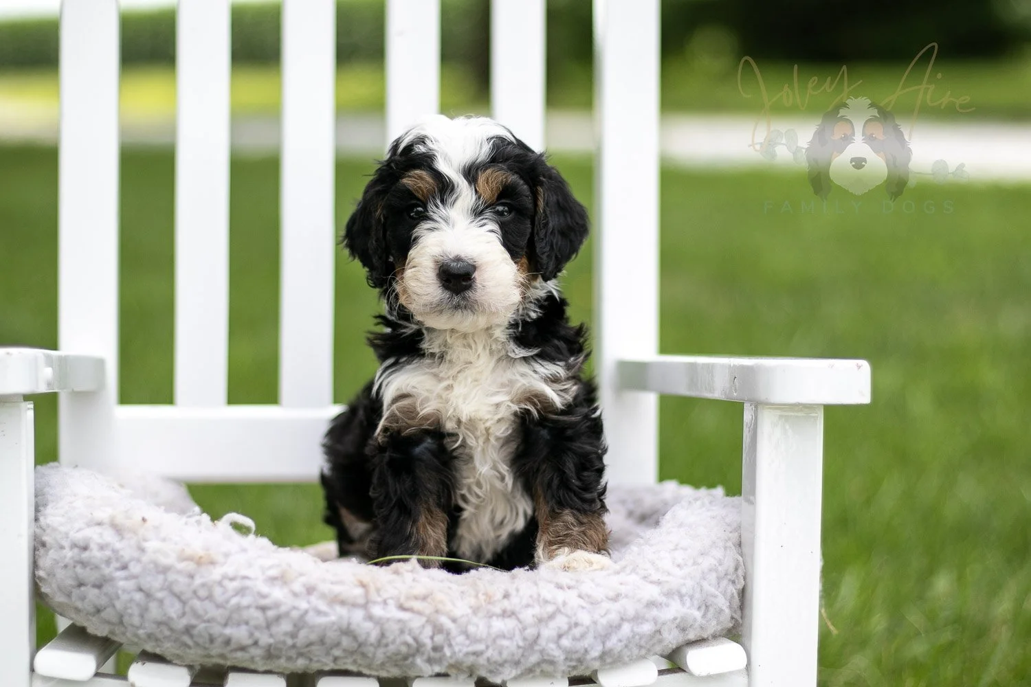Yellowstone Bernedoodle Puppy-780.jpg