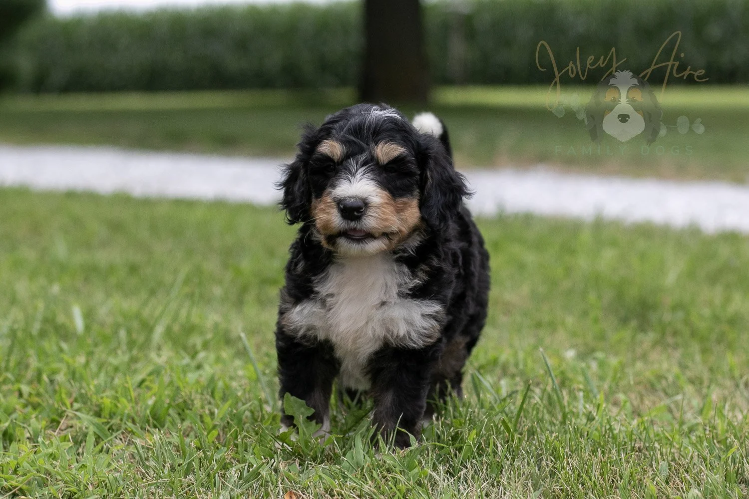 Walter Shirley  Bernedoodle Puppy-11.jpg