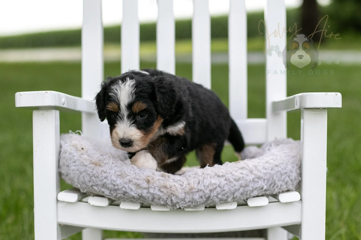 Diana Barry Bernedoodle Puppy-930.jpg