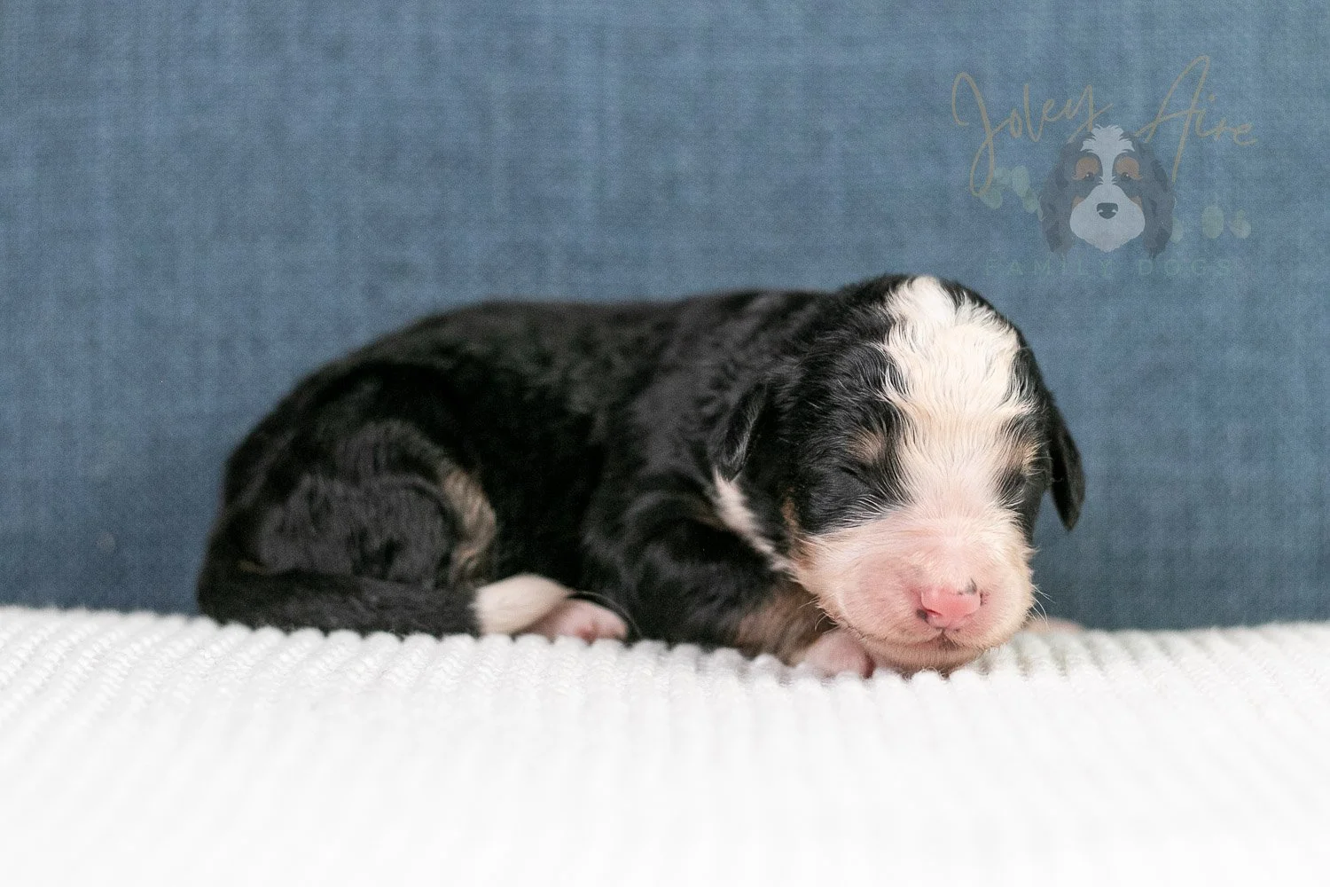 Archer Bernedoodle Puppy-70.jpg