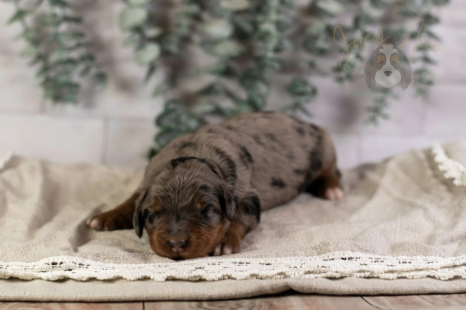 Flute Bernedoodle Puppy-5.jpg