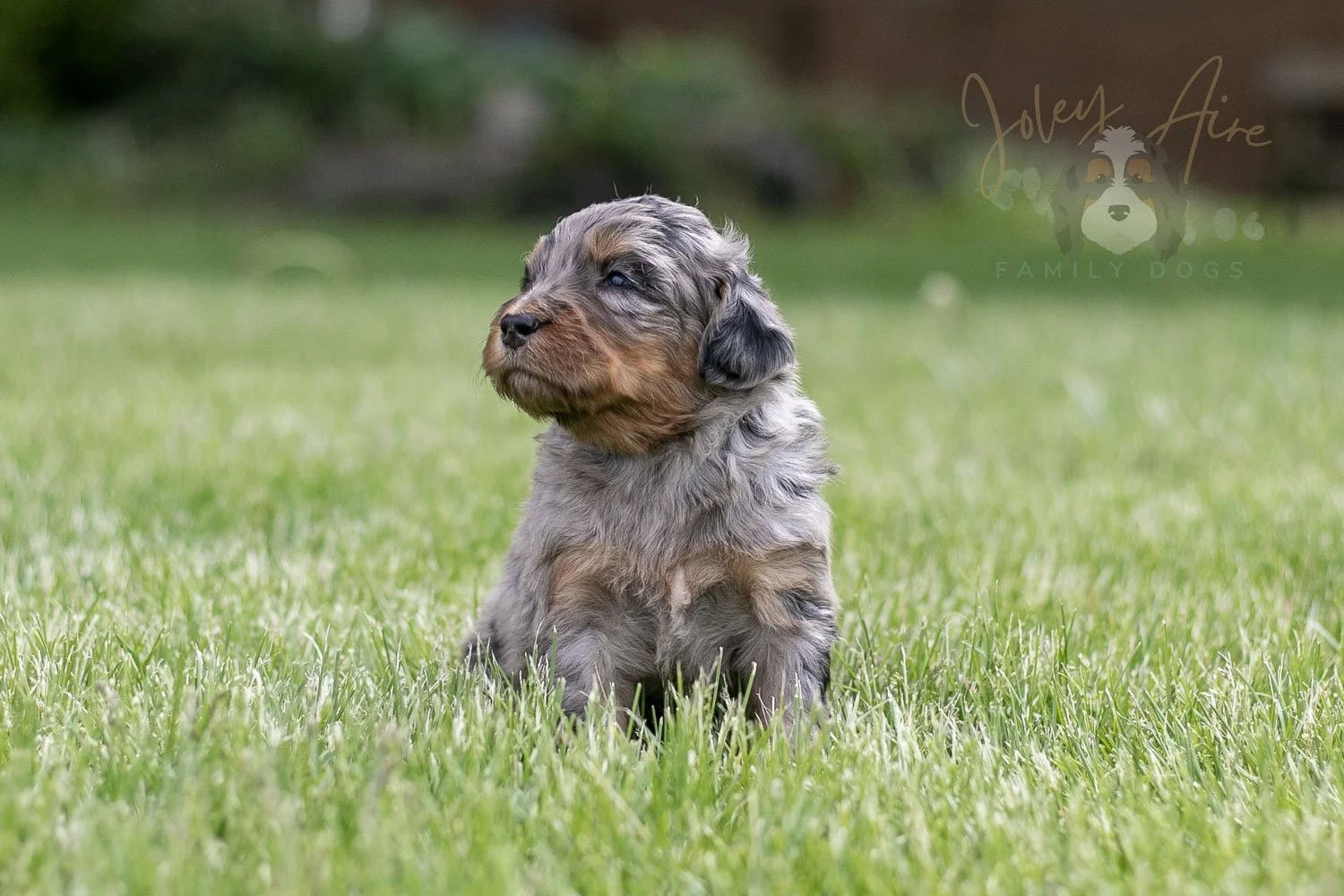 Ukelele Bernedoodle Puppy-16.jpg