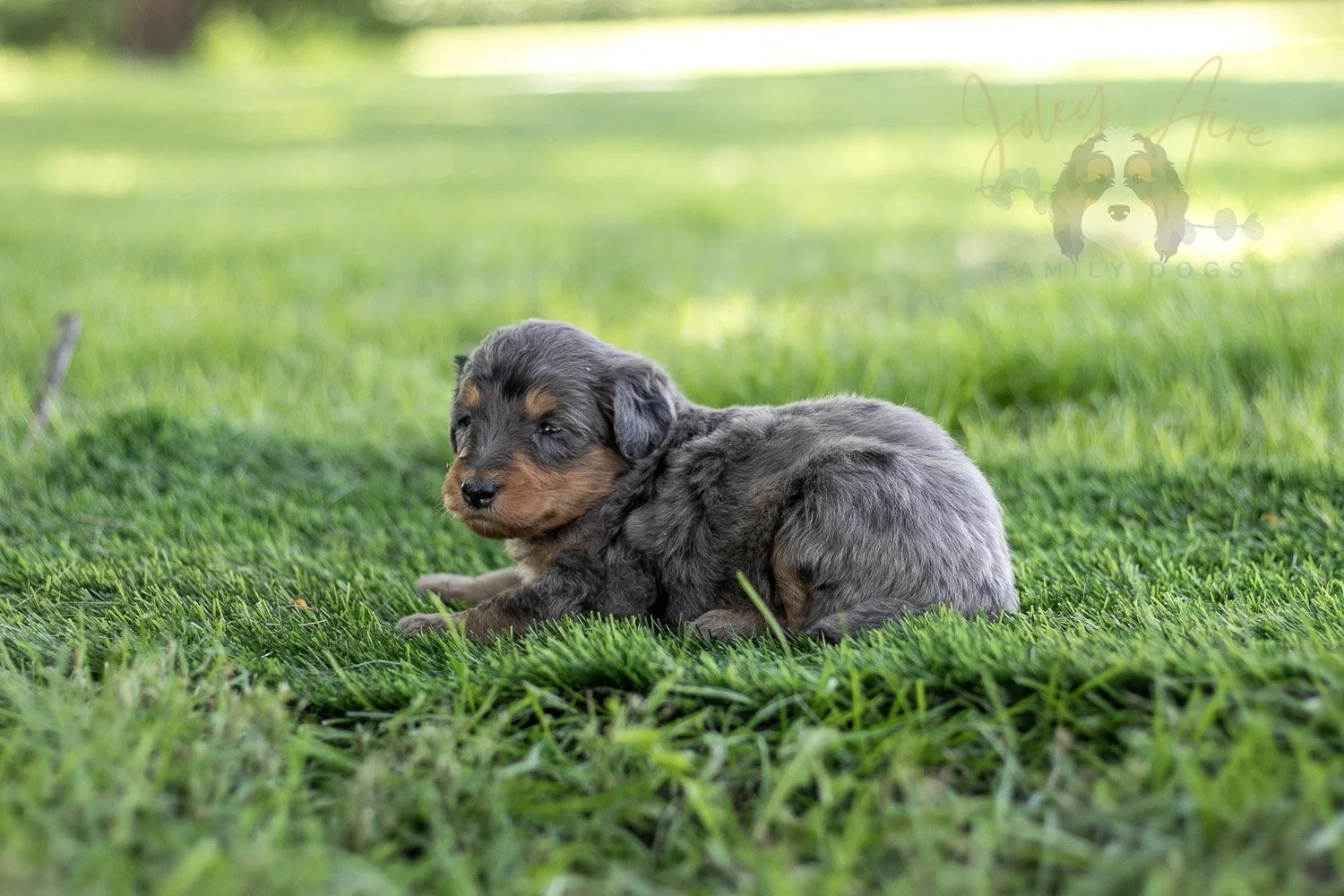 Josie Pye Bernedoodle Puppy-521.jpg