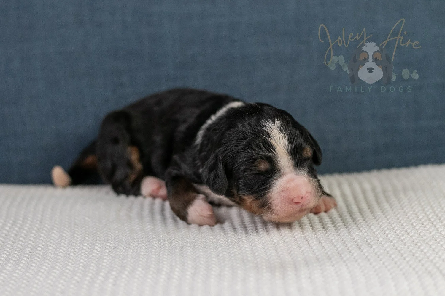 Ashley Bernedoodle Puppy-20.jpg
