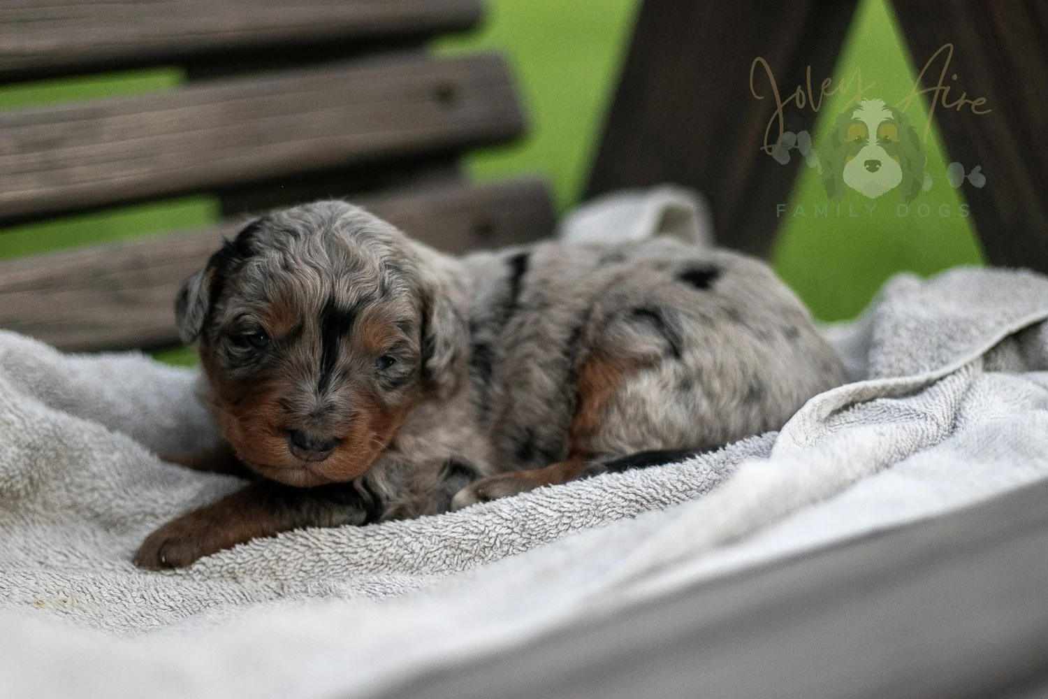 Marilla Cuthbert Bernedoodle Puppy-68.jpg