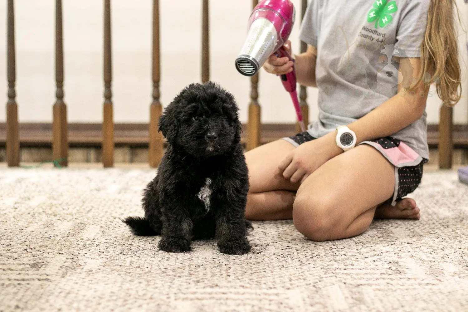 Claude Bernedoodle Puppy-262.jpg