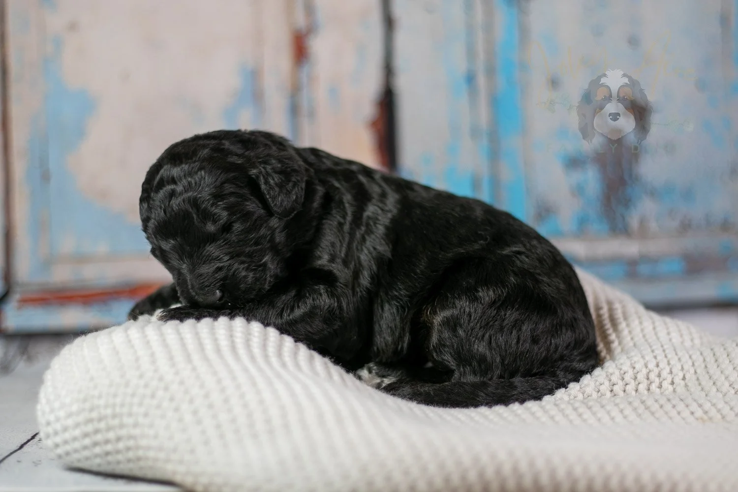 Claude Monet Bernedoodle Puppy-159.jpg