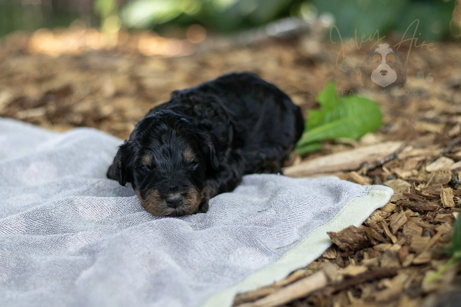Bryce Bernedoodle Puppy-149.jpg