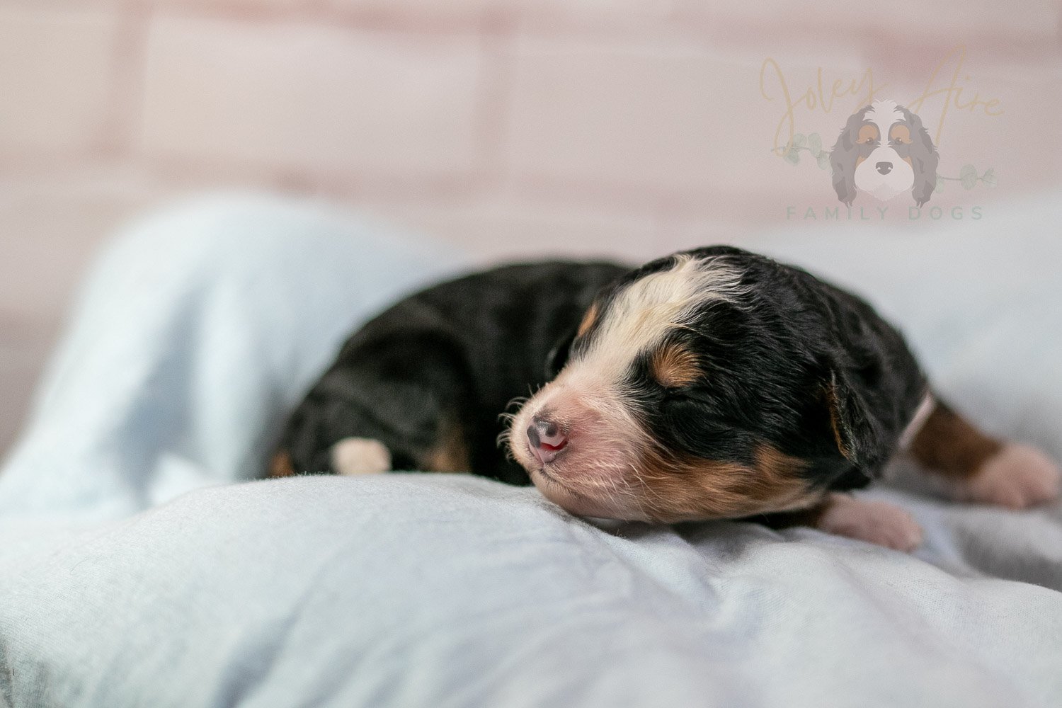 Anne Shirley Bernedoodle Puppy-22.jpg