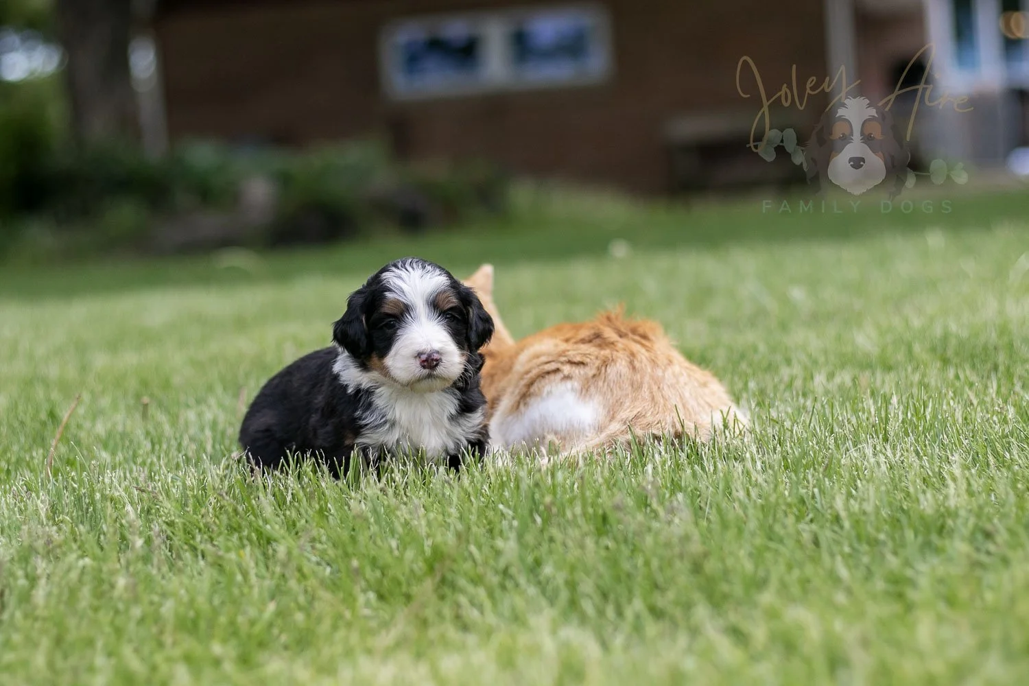 Harmonica Bernedoodle Puppy-22.jpg