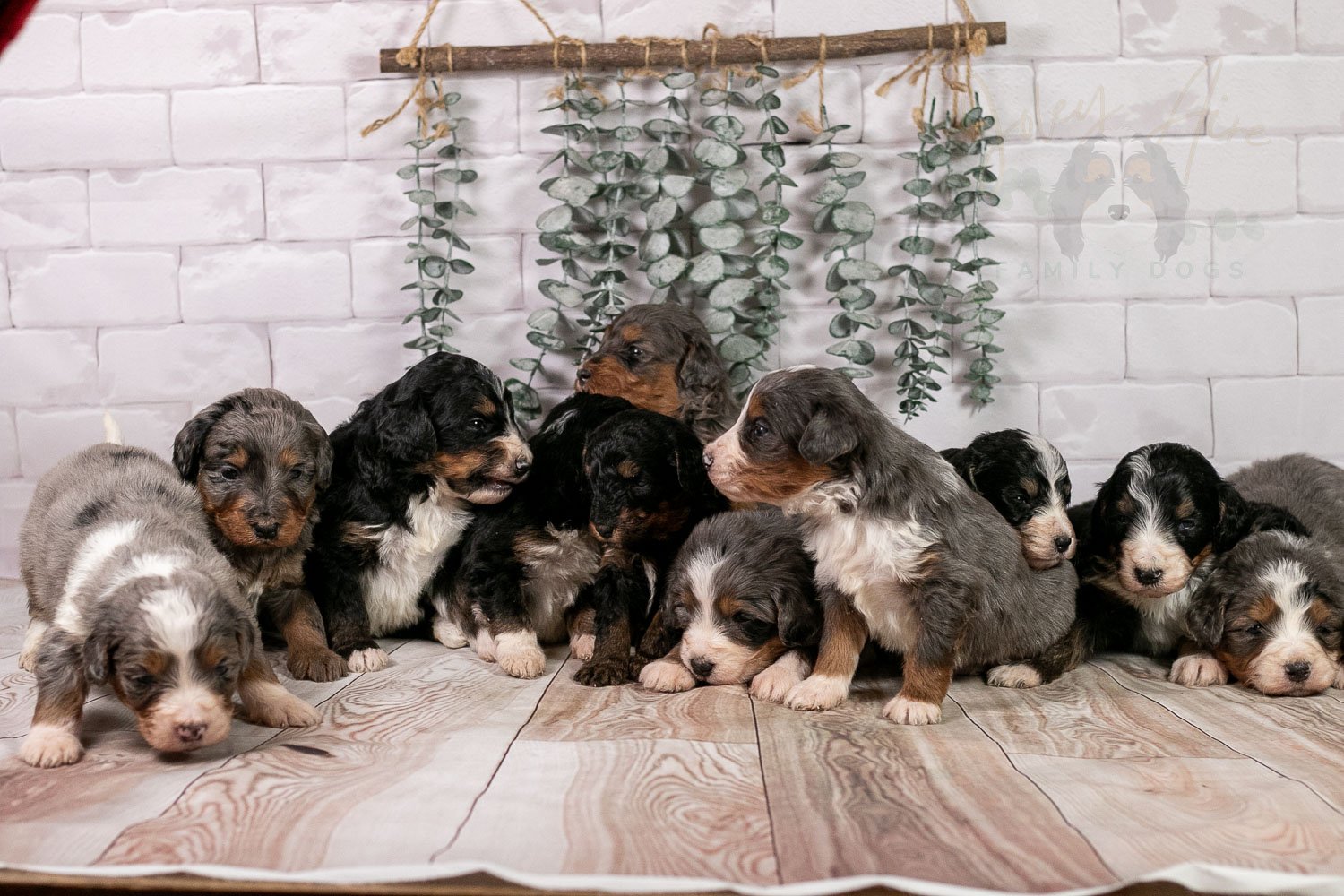 Winter Olympics Whole Litter-3.jpg