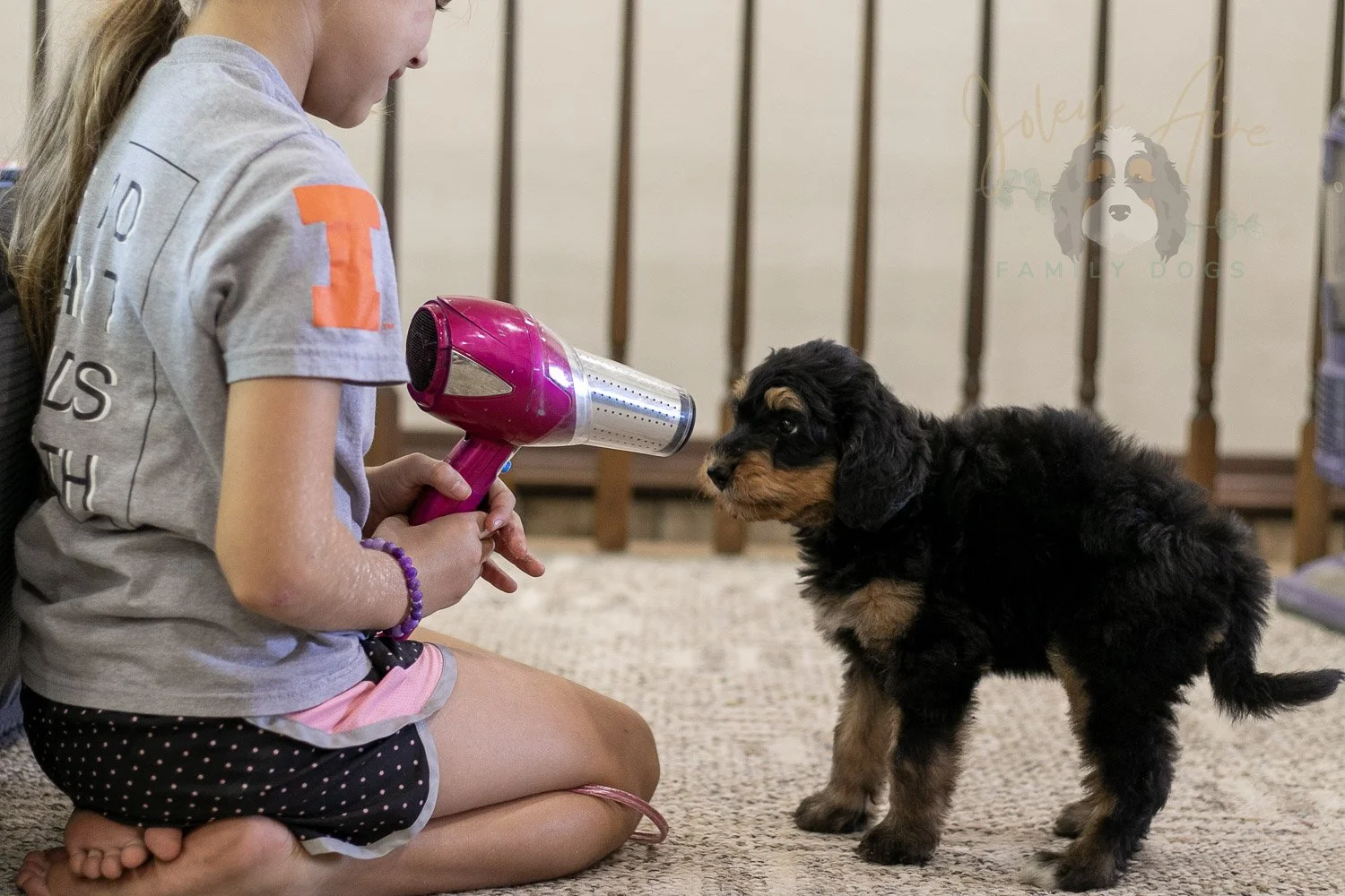 Mini Mae Bernedoodle Puppy-379.jpg
