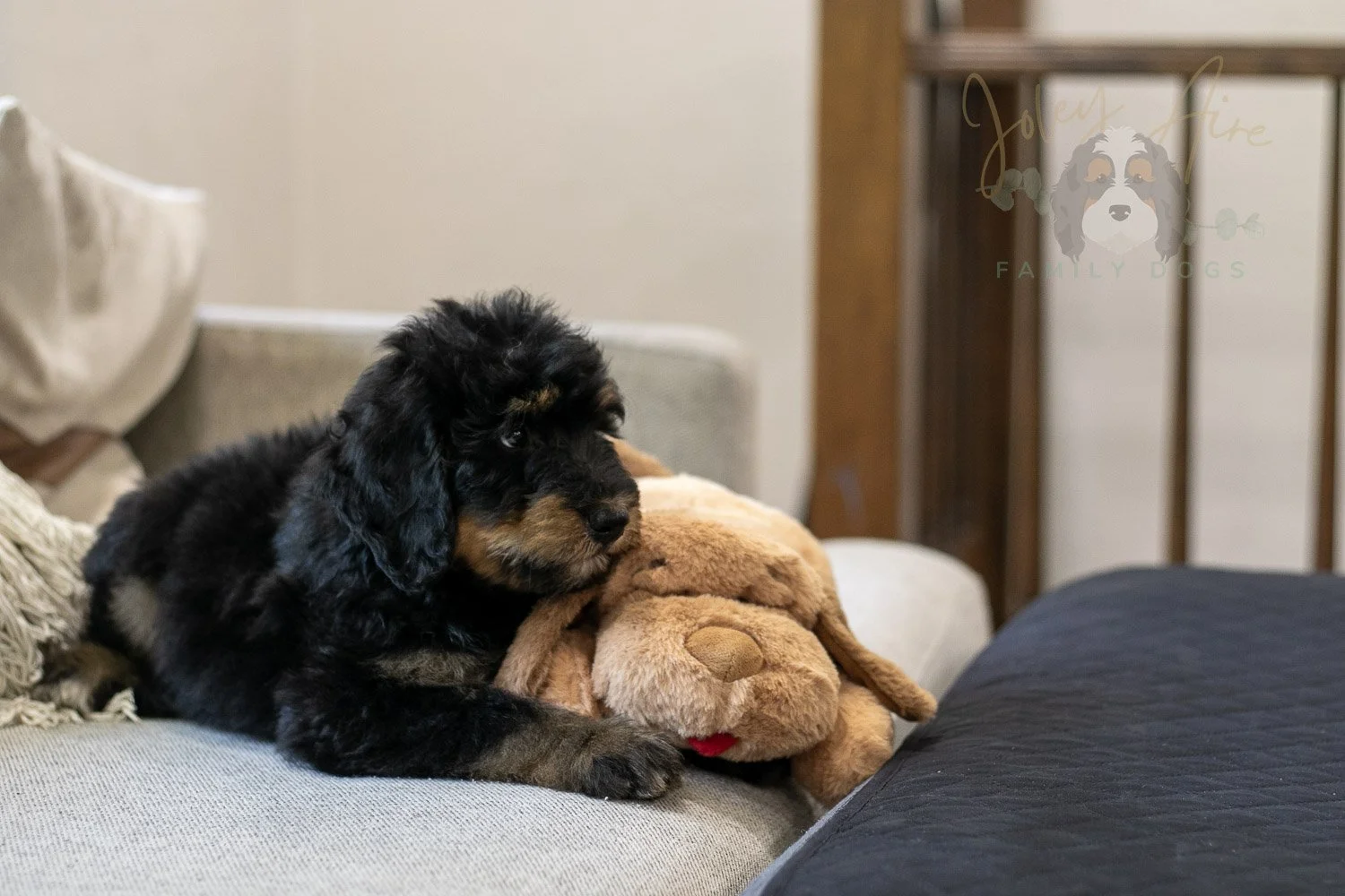 Gilbert Bernedoodle Puppy-333.jpg
