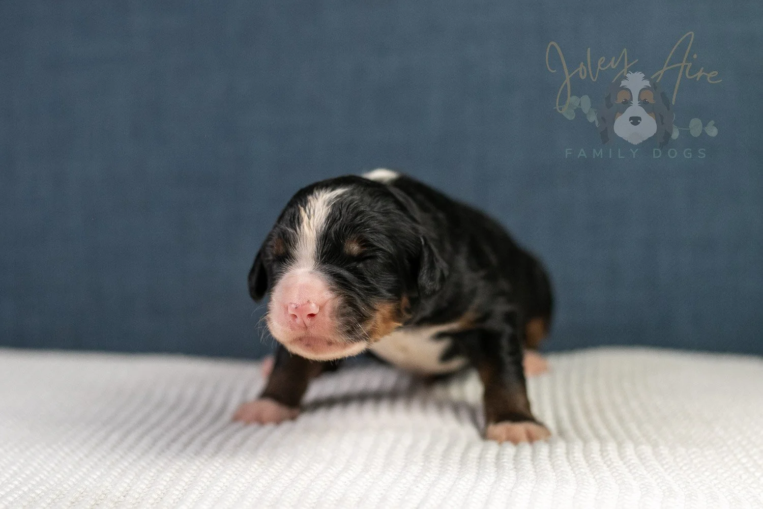 Ashley Bernedoodle Puppy-30.jpg