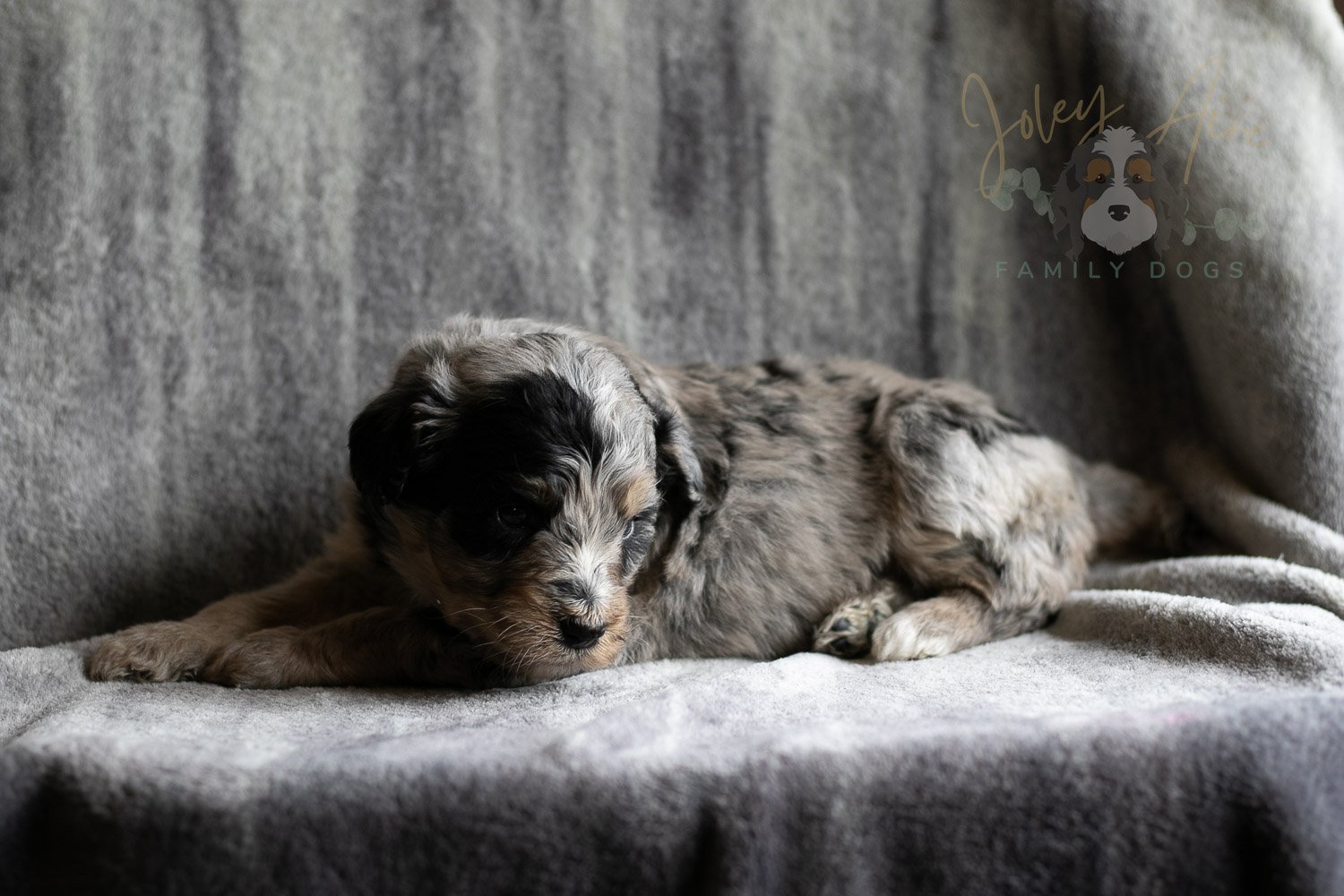 Frida Bernedoodle Puppy-142.jpg