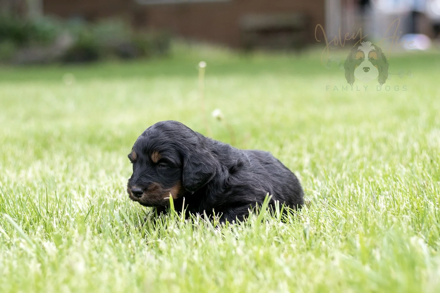 Piano Bernedoodle Puppy-34.jpg