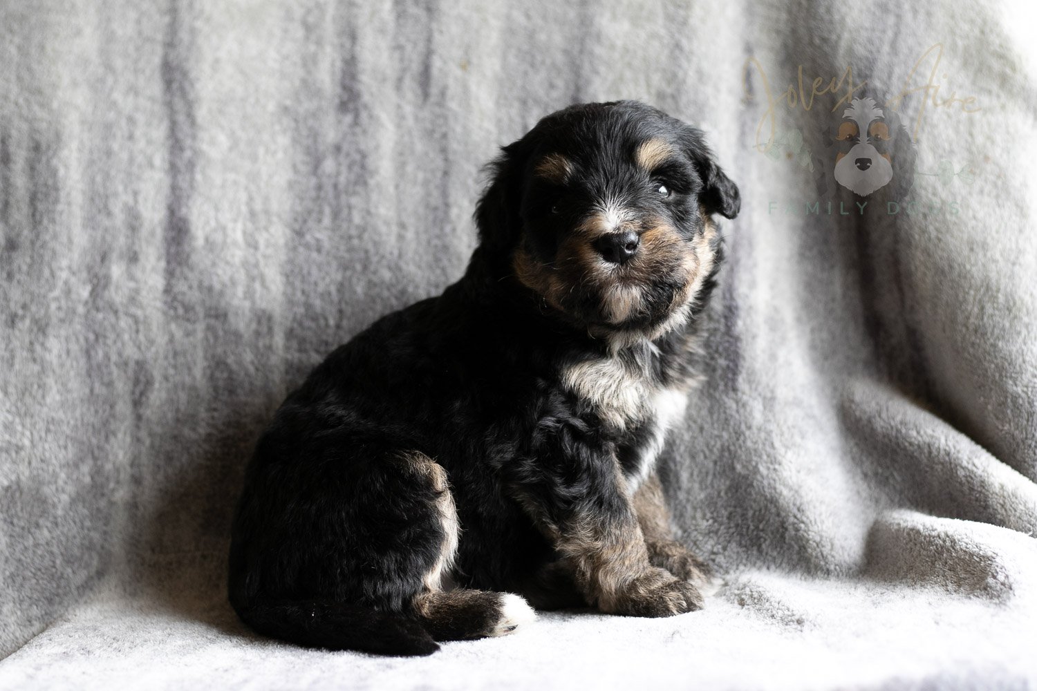 Da Vinci Bernedoodle Puppy-156.jpg
