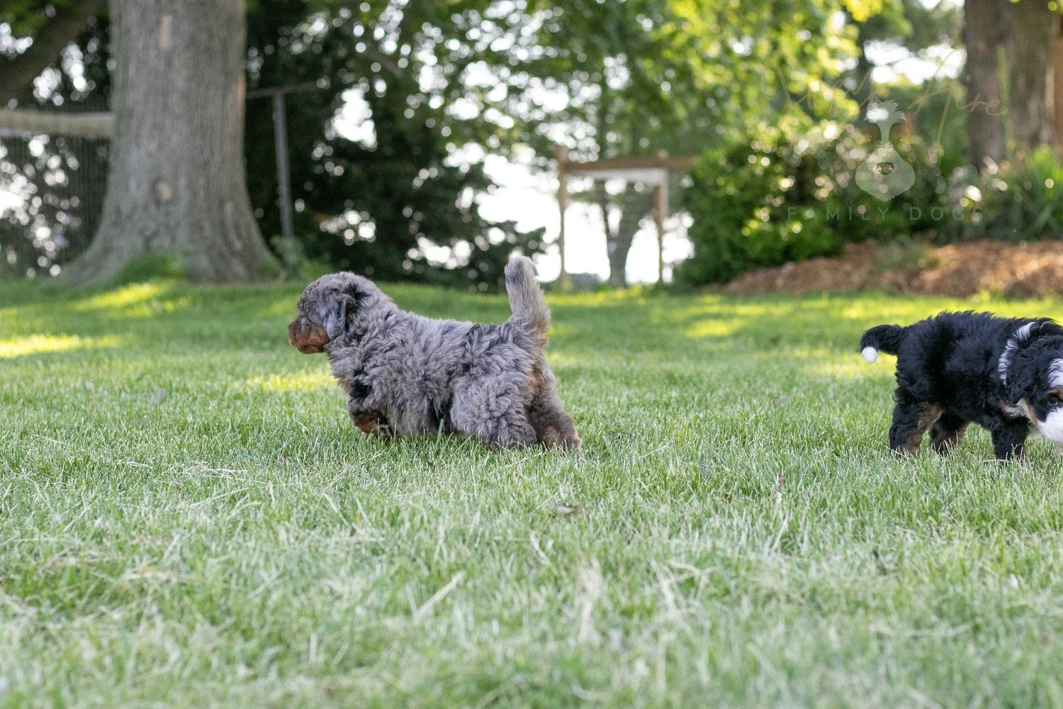 Flute Bernedoodle Puppy-25.jpg