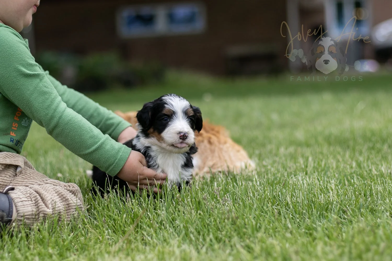 Harmonica Bernedoodle Puppy-24.jpg