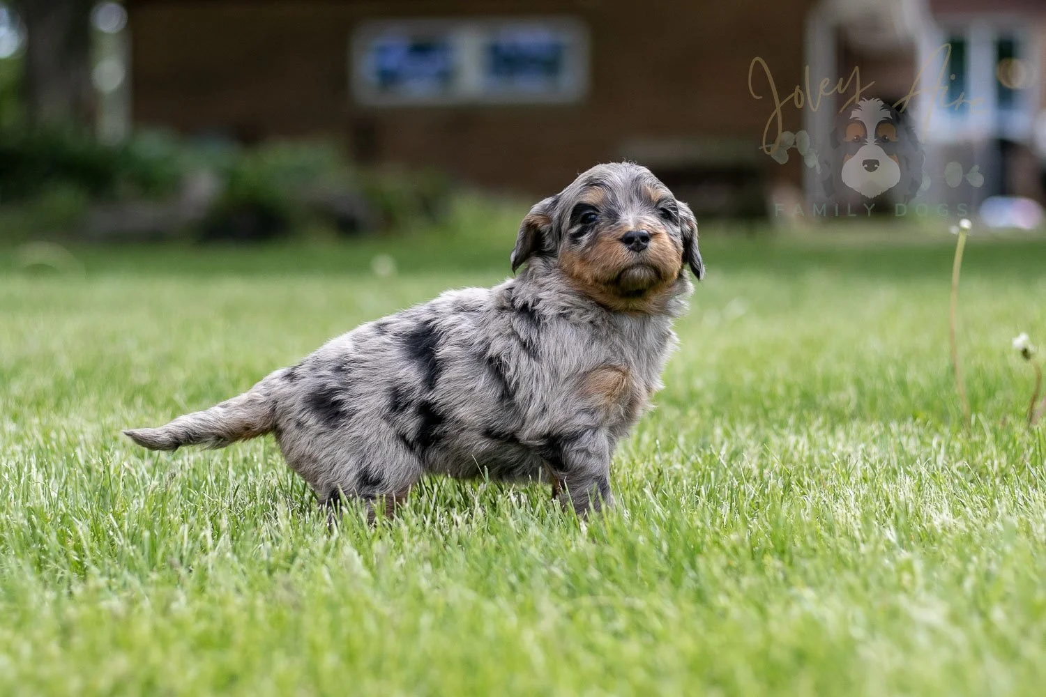 Ukelele Bernedoodle Puppy-38.jpg