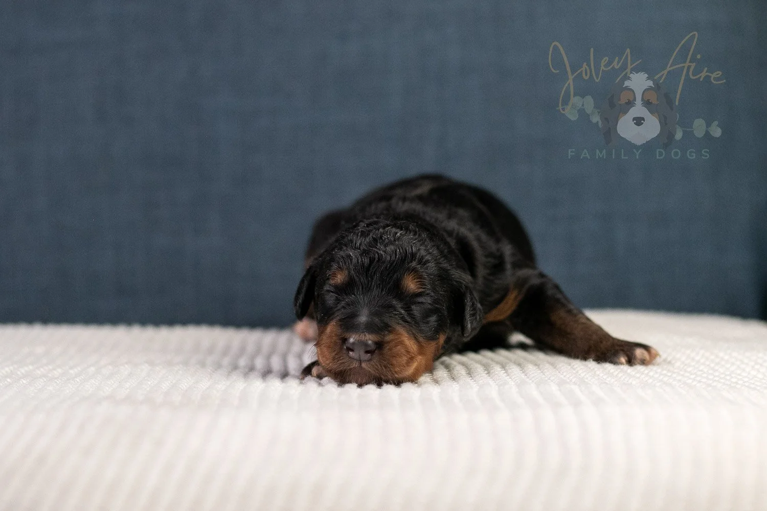 Asher Bernedoodle Puppy-88.jpg