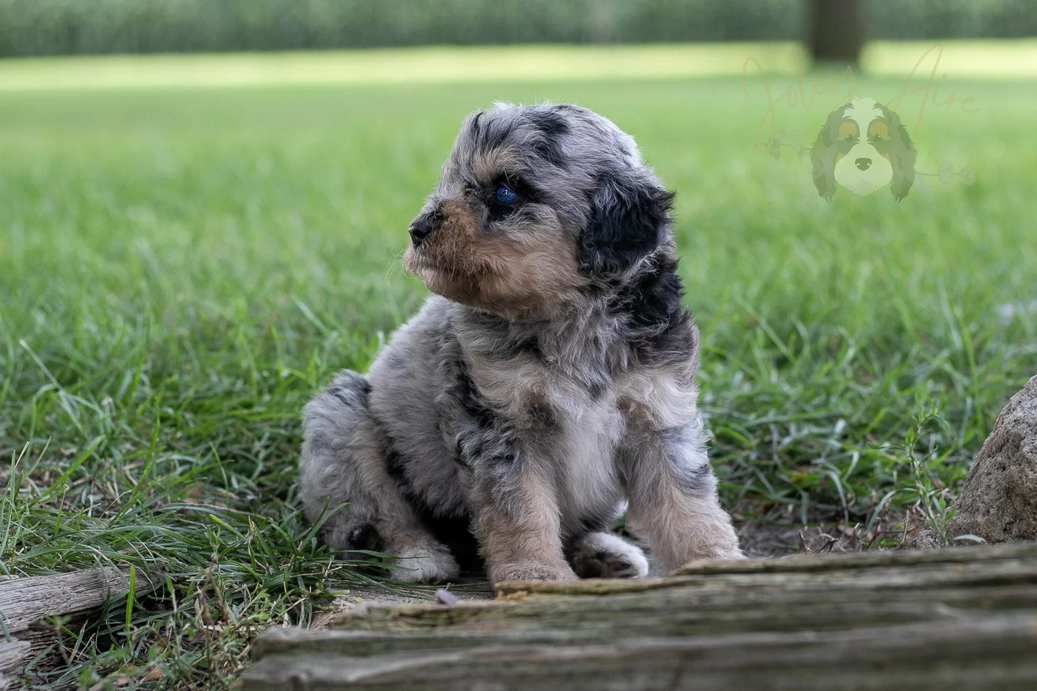 Mary Cassatt Bernedoodle Puppy-172.jpg