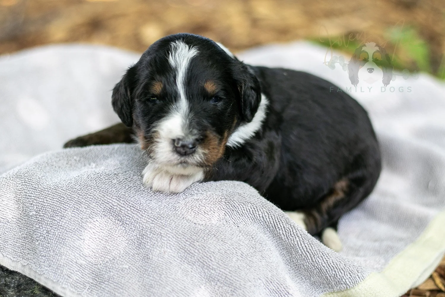Yosemite Bernedoodle Puppy-140.jpg