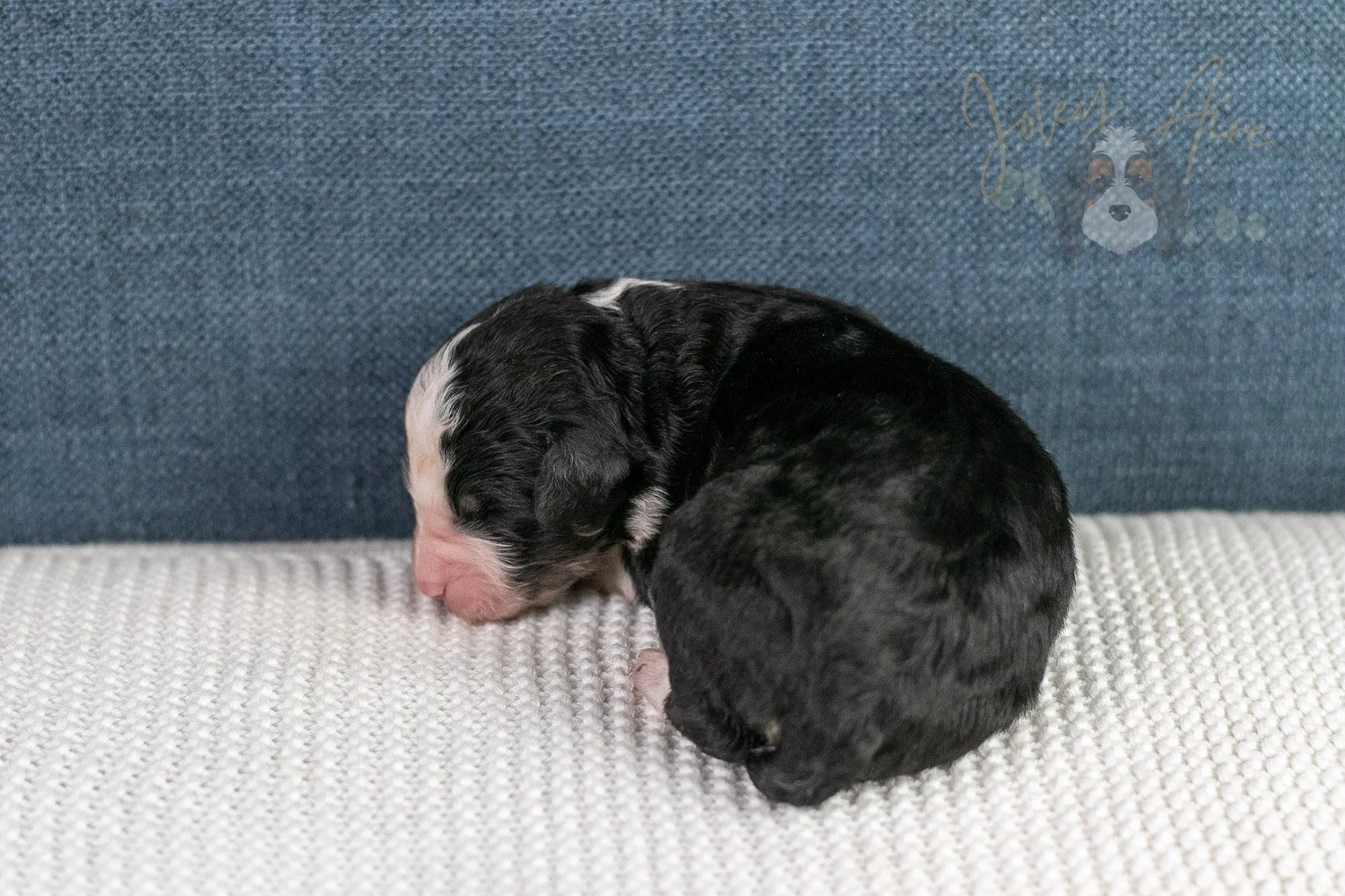 Auggie Bernedoodle Puppy-62.jpg