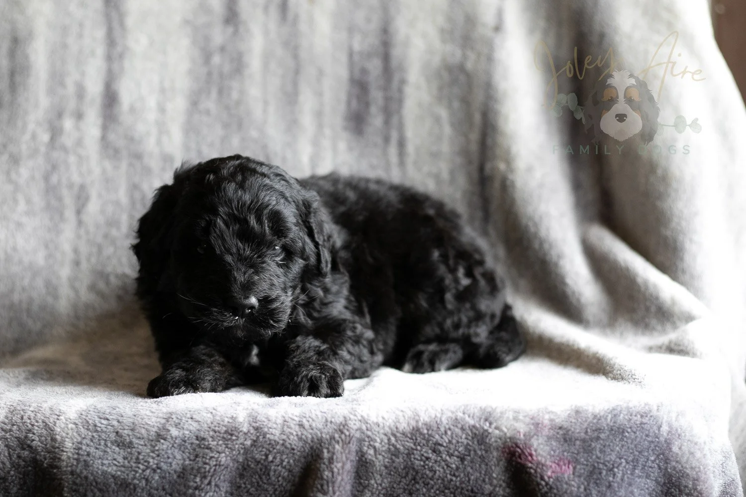 Claude Monet Bernedoodle Puppy-187.jpg