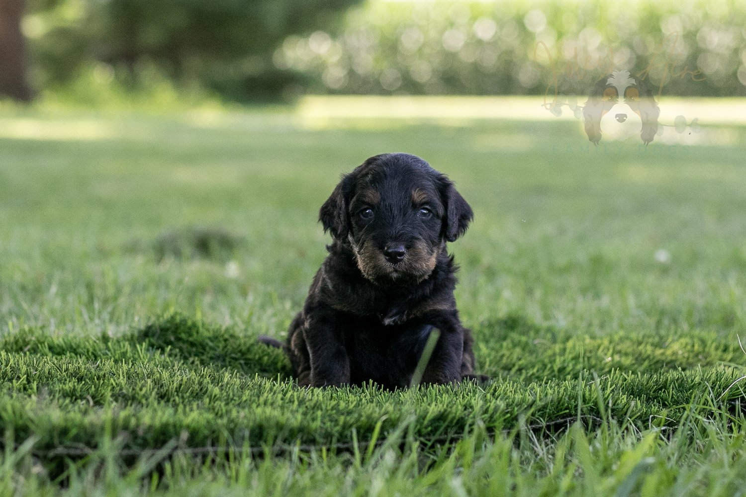 Olympic Bernedoodle Puppy-348.jpg