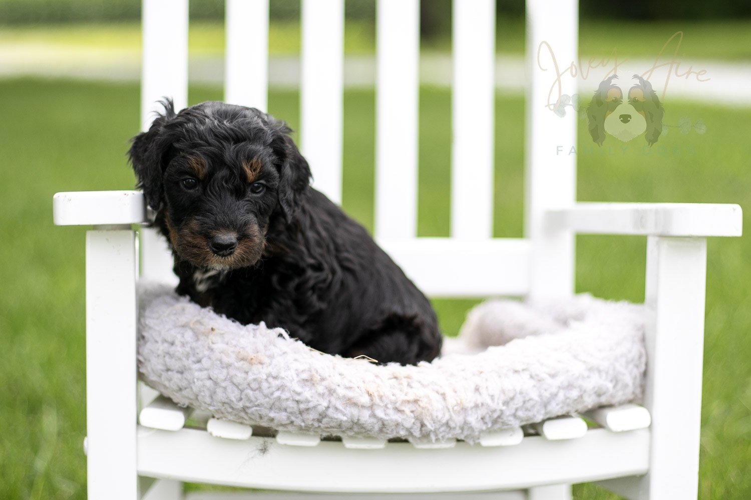 Acadia Bernedoodle Puppy-836.jpg